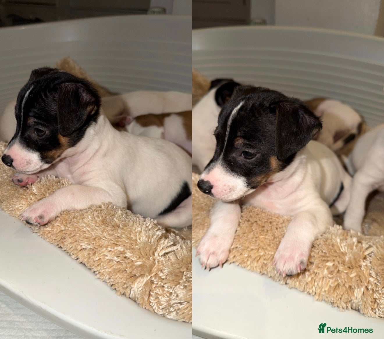 Jack Russell dogs 🐾 Traditional Jack Russel puppies 🐾 - Advert 5