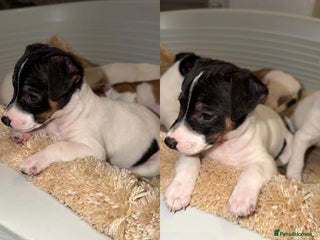 Jack Russell dogs 🐾 Traditional Jack Russel puppies 🐾 - Advert 5
