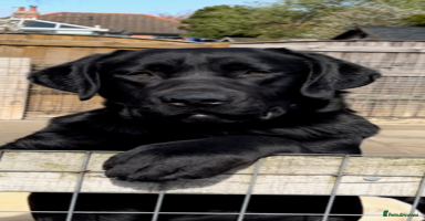 Labrador Retriever dogs - Advert 14