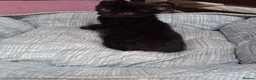 Mixed Breed cats for sale: Gorgeous  little black kitten - Advert 4