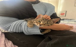 Persian cats for sale: Meet Bonnie - Looking for a New Home - Advert 4