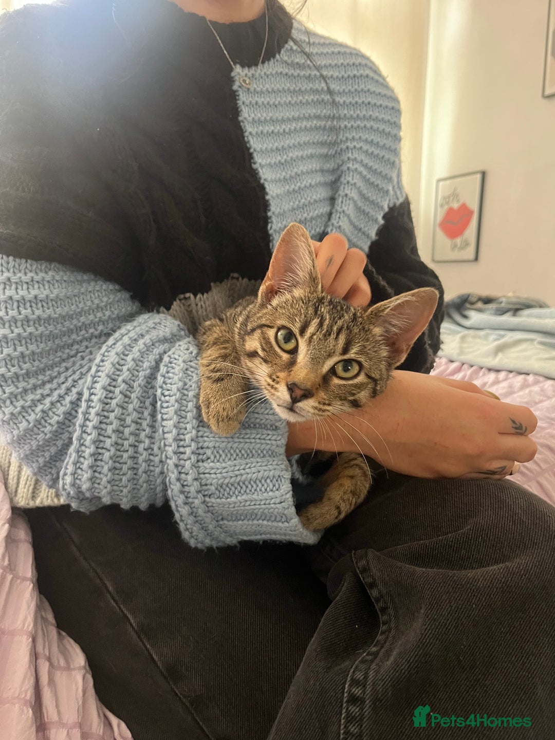 Persian cats for sale: Meet Bonnie - Looking for a New Home - Advert 4