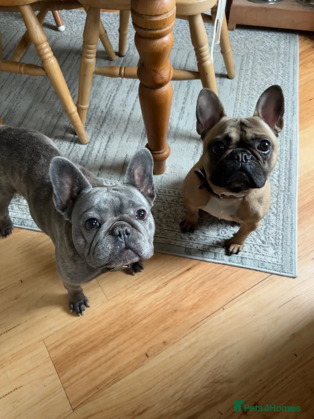 French Bulldog dogs for sale: 2 French Bulldogs to rehome  - Advert 1