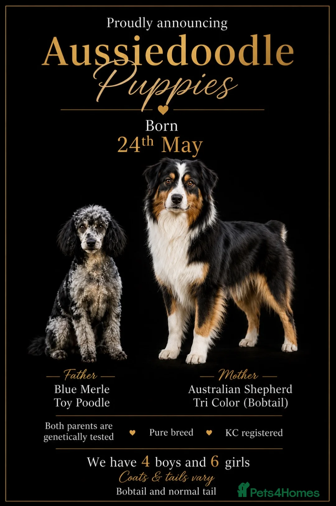 Australian Shepherd dogs for sale: Aussiedoodle puppies F1 health tested parents  - Advert 2