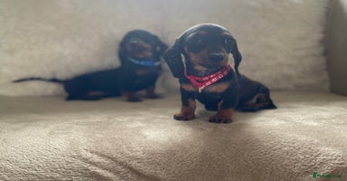 Miniature Dachshund dogs - Advert 16