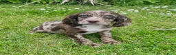 Cocker Spaniel dogs for sale: Cocker spaniel puppies for sale in ELY - Advert 5