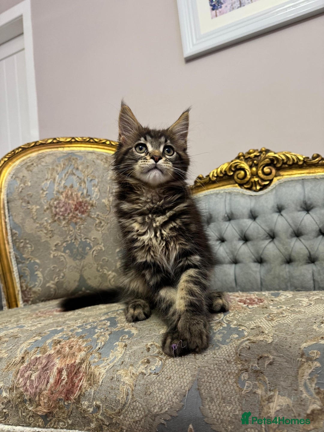 Maine Coon cats for sale: Maine Coon Kittens 🏆 20+ gen 🧬 pedigree 🎄🎄🎄 - Advert 18