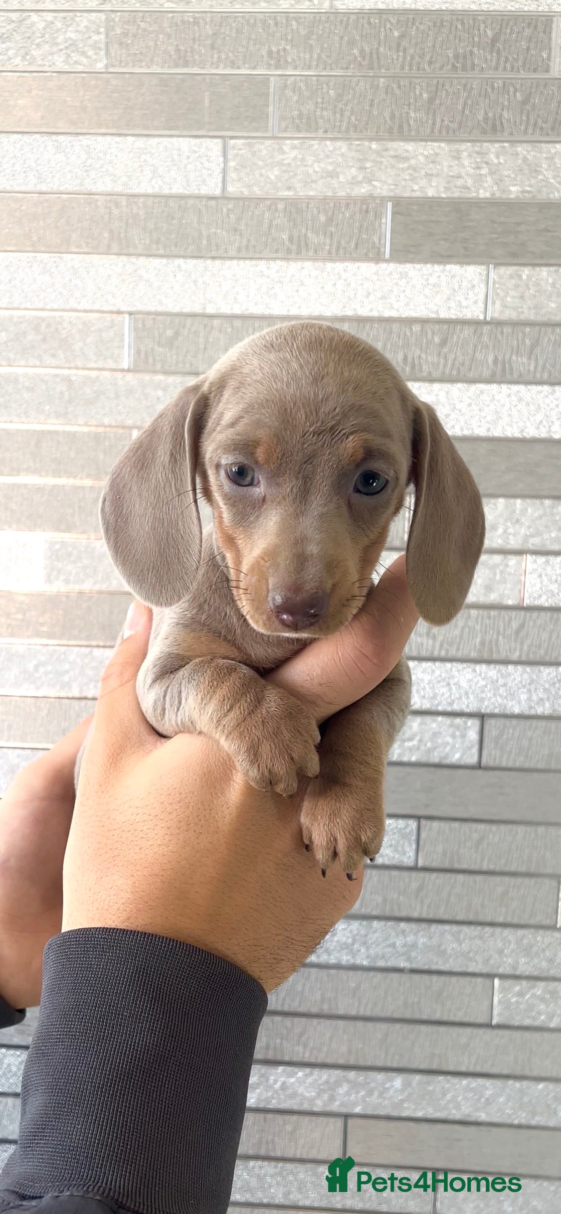 Miniature Dachshund dogs Quality long hair & smooth miniature Daxi puppy’s - Advert 14