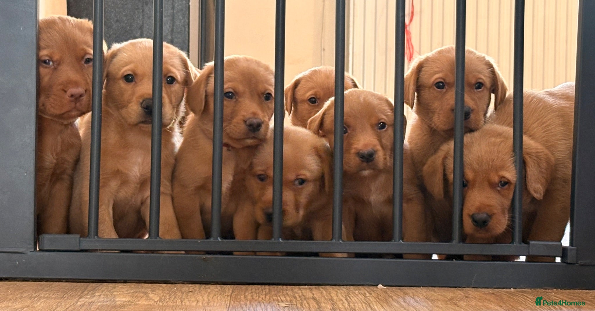 Labrador Retriever dogs Stocky Fox red labs  - Advert 5
