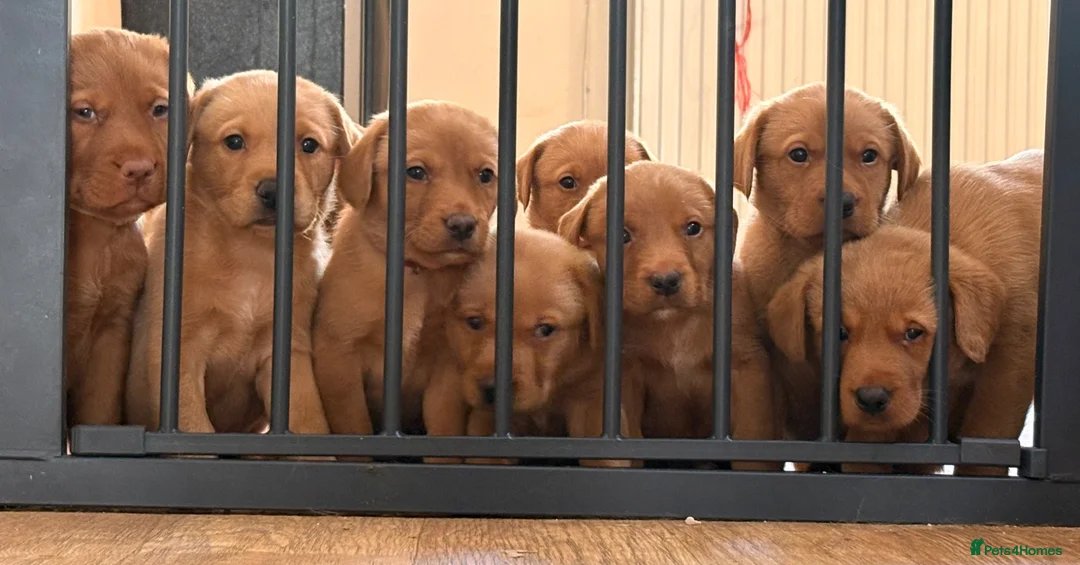 Labrador Retriever dogs for sale: Fox red labs  - Advert 1