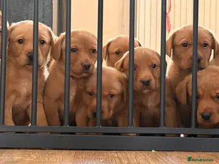 Labrador Retriever dogs Stocky Fox red labs - Advert 4