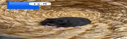 Hamster rodents for sale: Beautiful baby Syrian Hamsters Sheffield - Advert 9