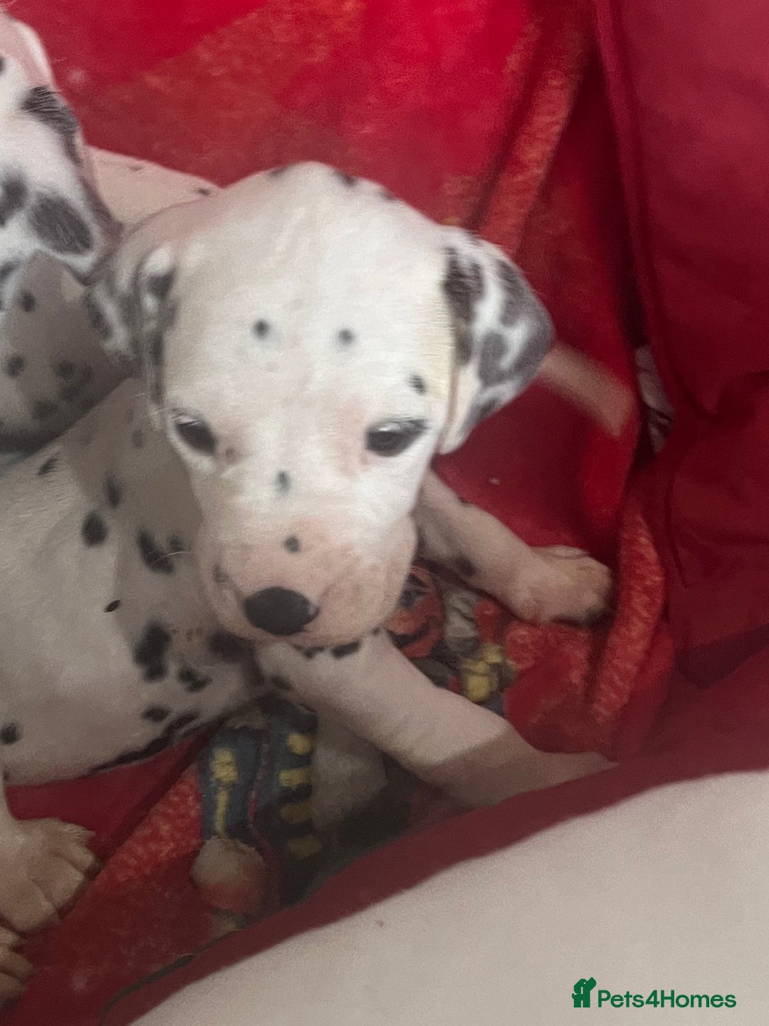 Dalmatian dogs for sale: Top quality Dalmatian puppies 5* homes  - Advert 17