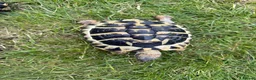 Tortoise reptiles for sale: Male & female Hermann Tortoise in Portsmouth - Advert 7