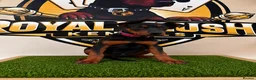 Chinese Red Dog dogs for sale: ( 1 GIRL LEFT  ) Chinese red dog  ( READY TO GO ) - Advert 7