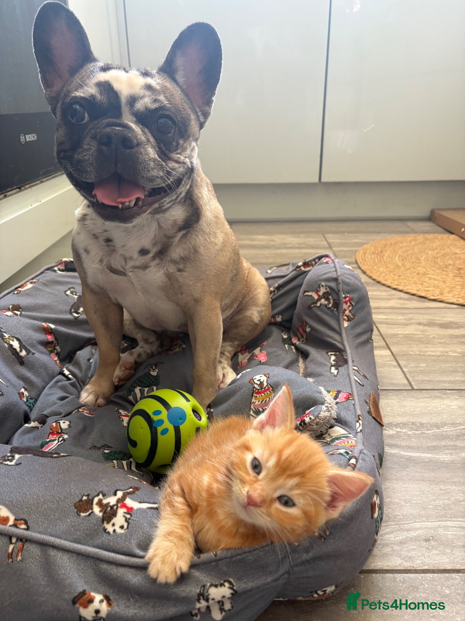 Mixed Breed cats Last Dog Friendly Gorgeous Ragdoll X Ginger Kitten - Advert 2