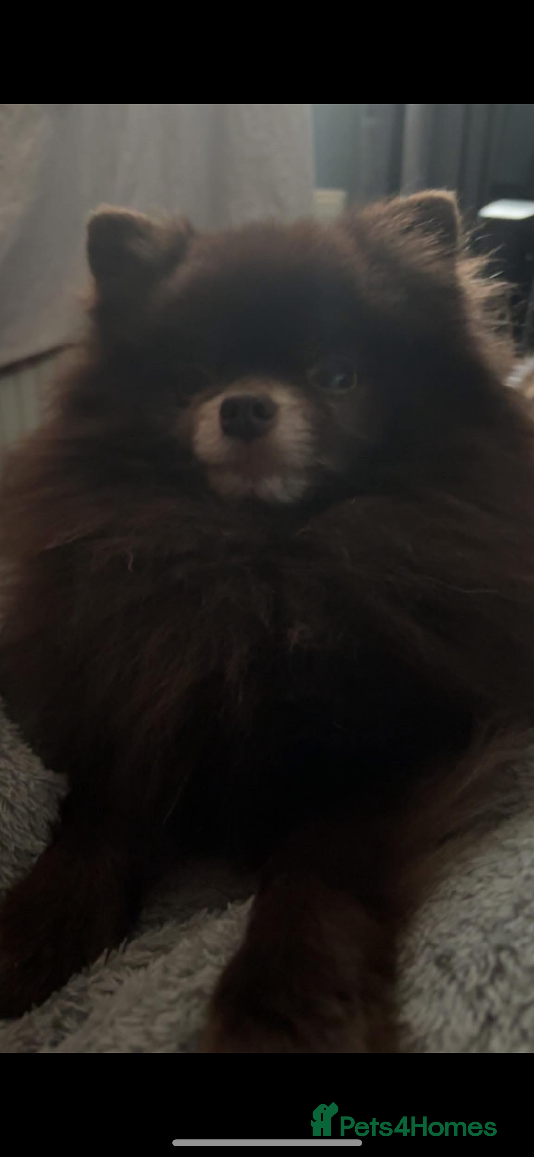 Pomeranian dogs for stud: Parti and lilac producing Russian chocolate stud  - Image 2