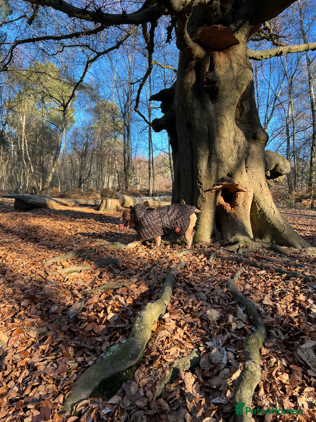 Mixed Breed dogs for sale: Odie - Olde english bulldog  - Advert 15