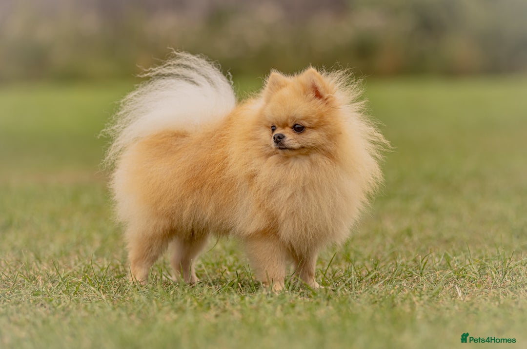 Pomeranian dogs for stud: Prince George Bridgeton 👑 - Image 6