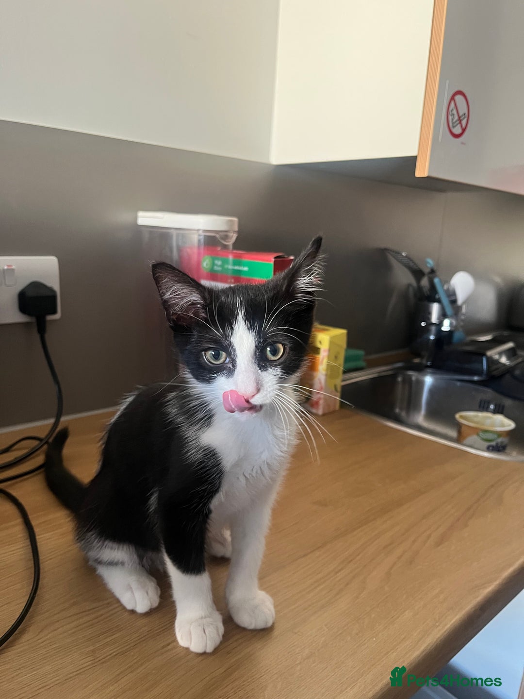 Mixed Breed cats for sale: boy kitten for sale  - Advert 2