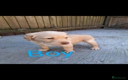 Labradoodle dogs for sale: Labradoodle puppies  - Image 18