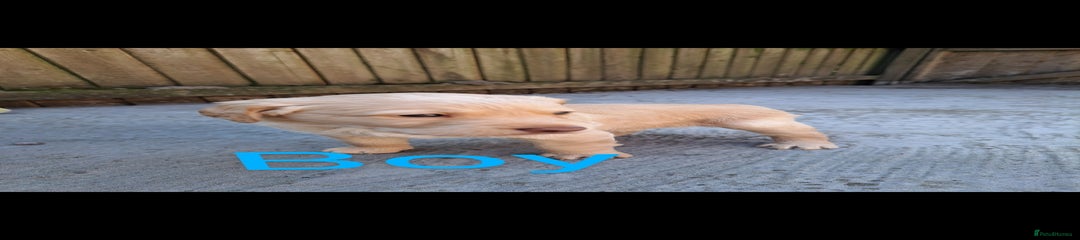 Labradoodle Puppy 1