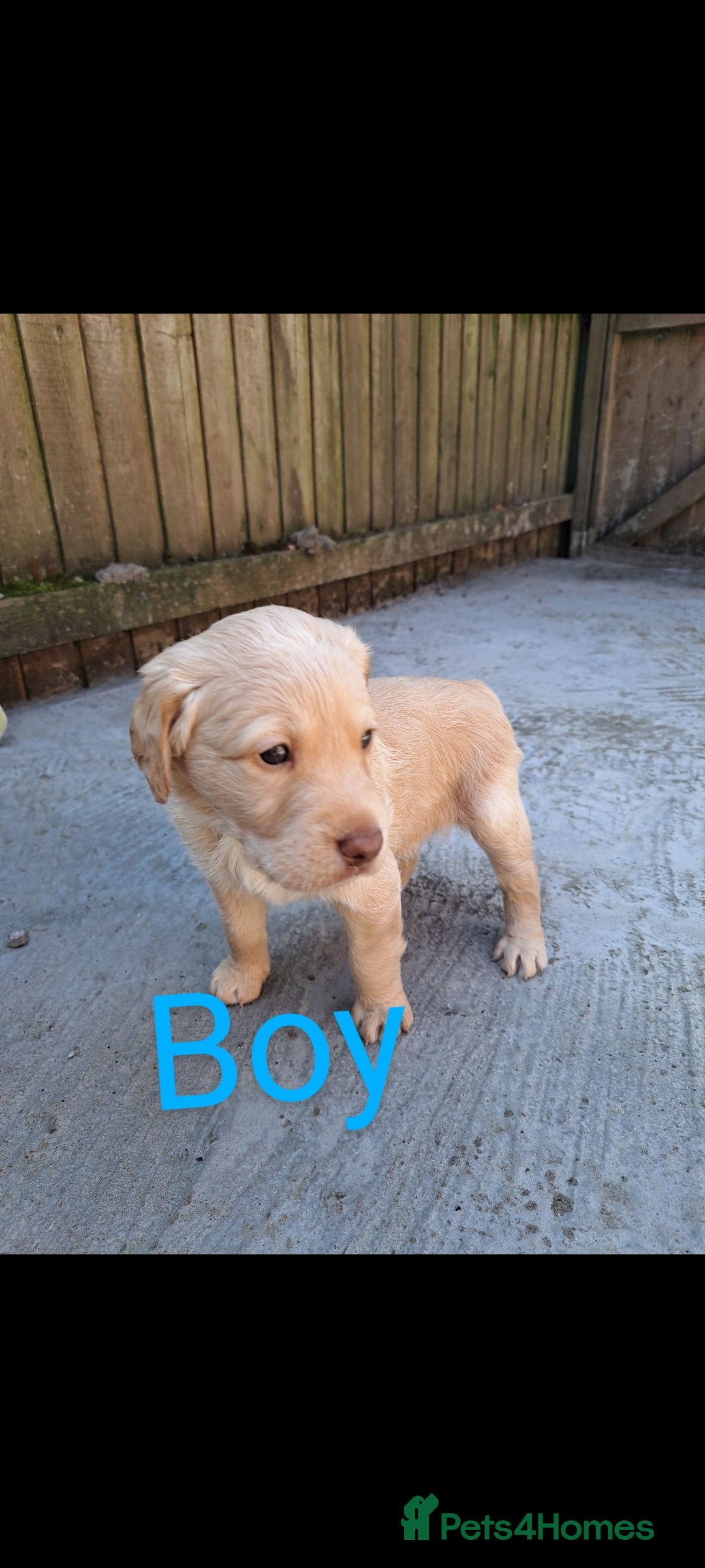 Labradoodle dogs for sale: Labradoodle puppies  - Image 18