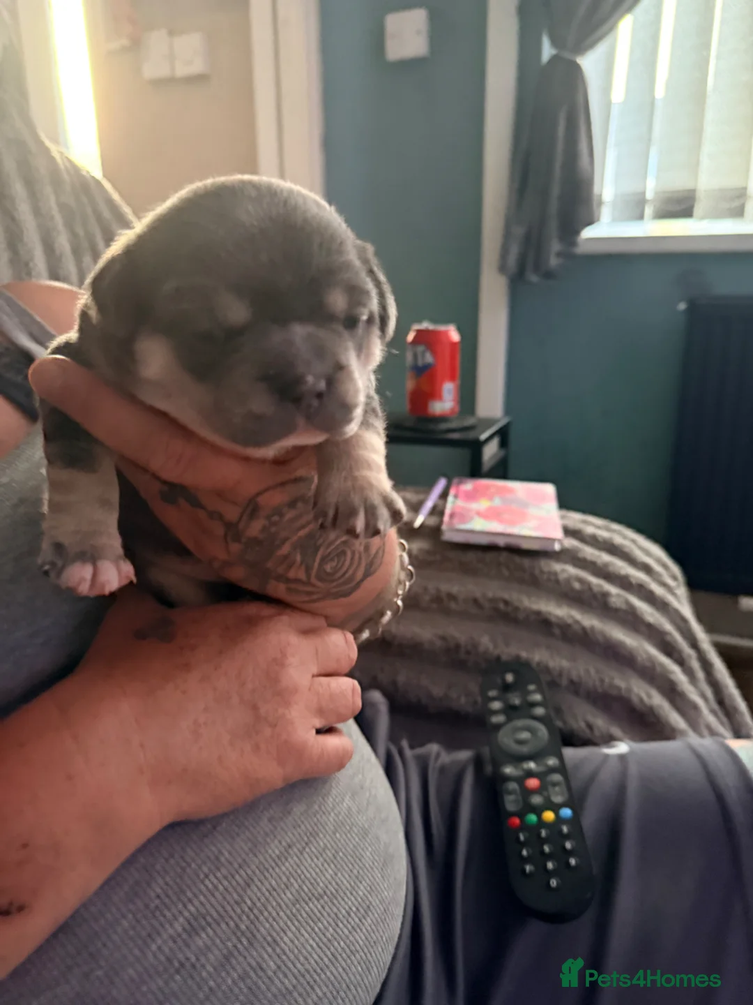 French Bulldog dogs for sale: French bull dog puppies available July  - Advert 21