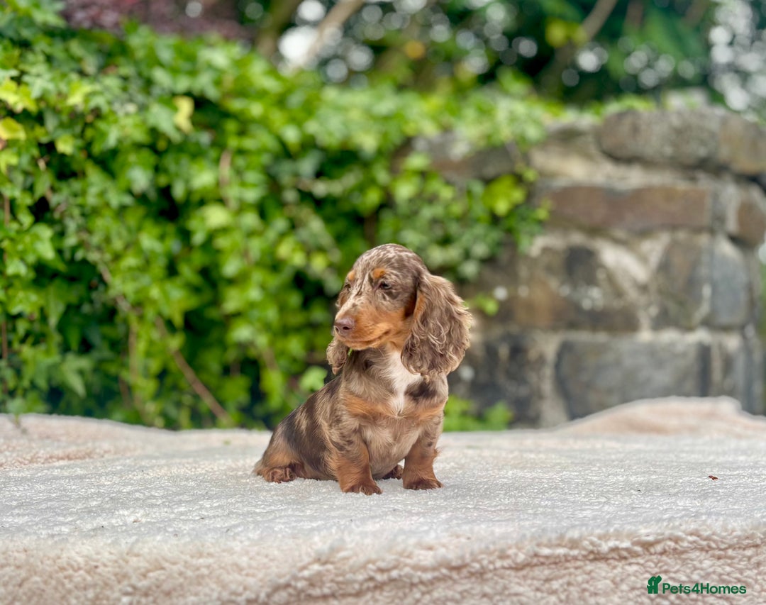 Miniature Dachshund dogs for sale: Long Haired Miniature Dachshunds - READY NOW!! - Image 9