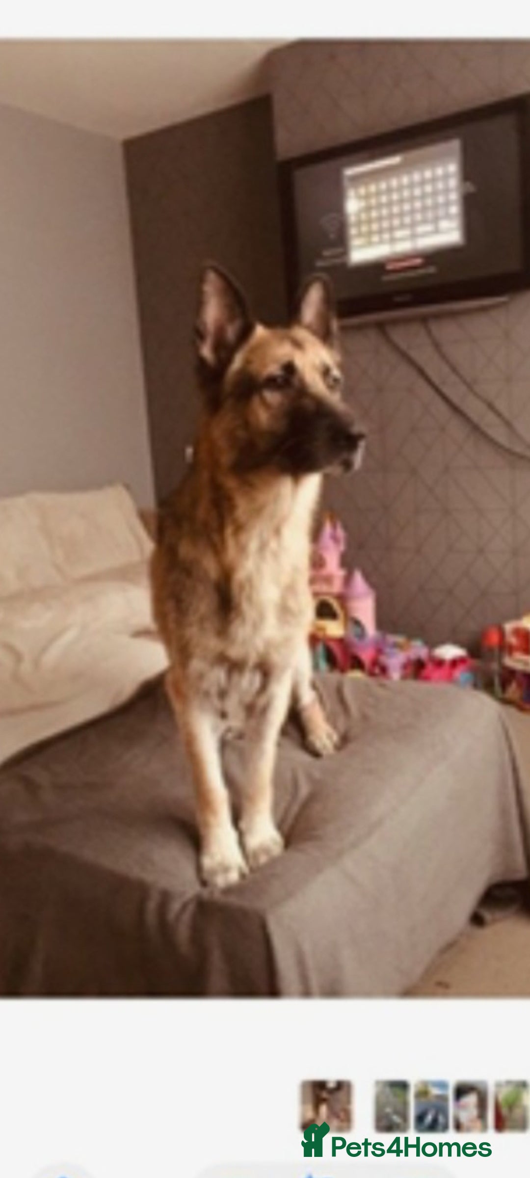 German Shepherd dogs for sale: German shepherd  **   - Advert 2