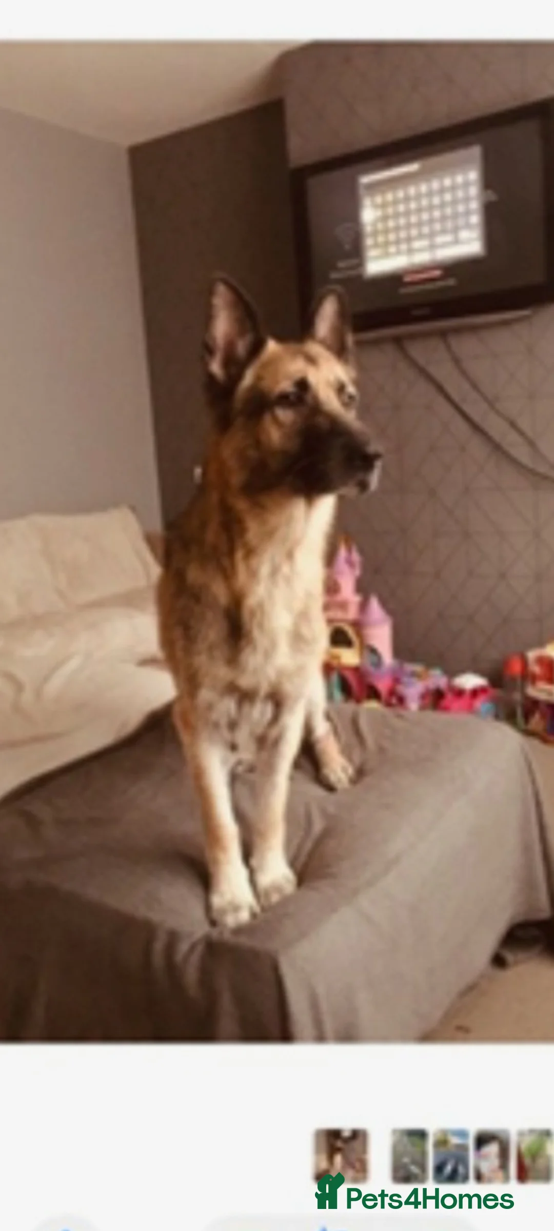 German Shepherd dogs for sale: German shepherd  **   - Advert 2