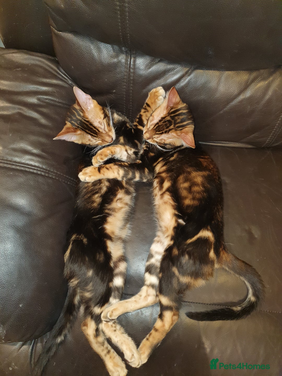 Bengal cats for sale: Pedigree Bengal Kittens - Advert 25