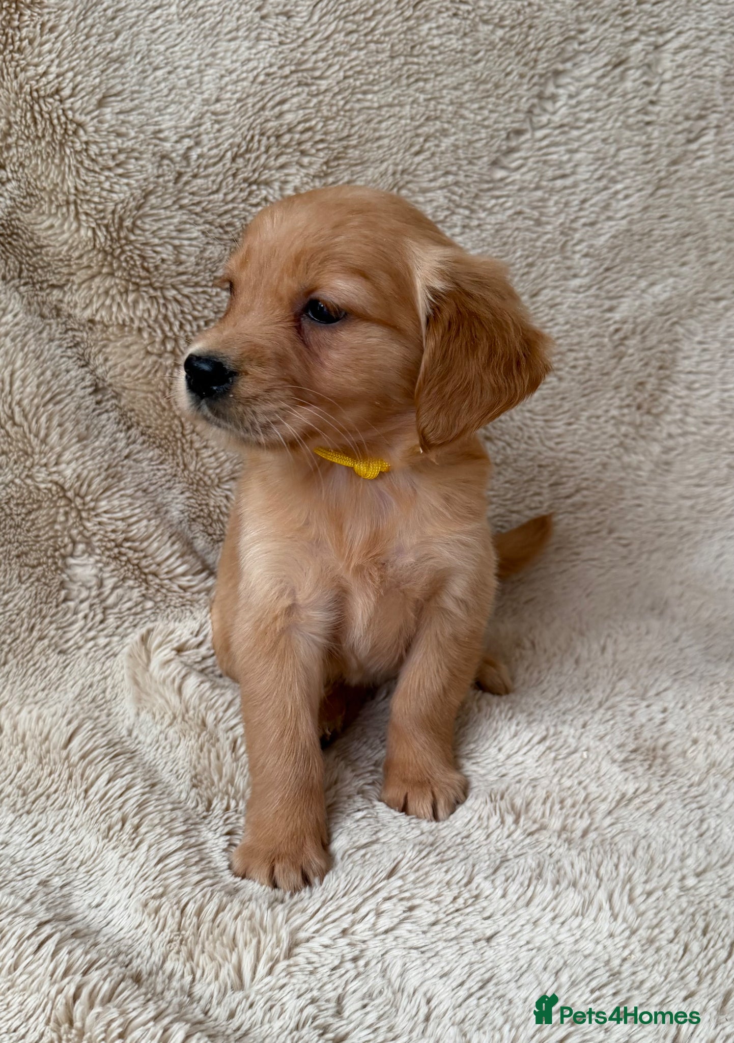 Golden Retriever dogs Outstanding golden retriever pups 🐶 - Advert 4