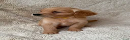 Golden Retriever dogs for sale: Outstanding golden retriever pups 🐶 - Advert 1