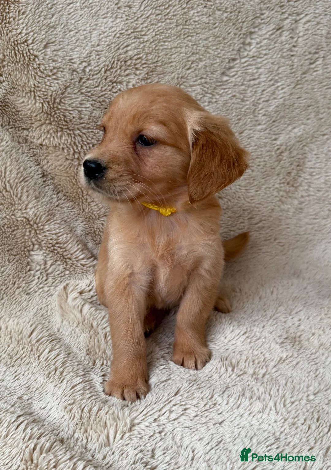 Golden Retriever dogs for sale: Outstanding golden retriever pups 🐶 - Advert 1