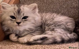 Mixed Breed cats for sale: Beautiful fluffy kittens  - Image 7