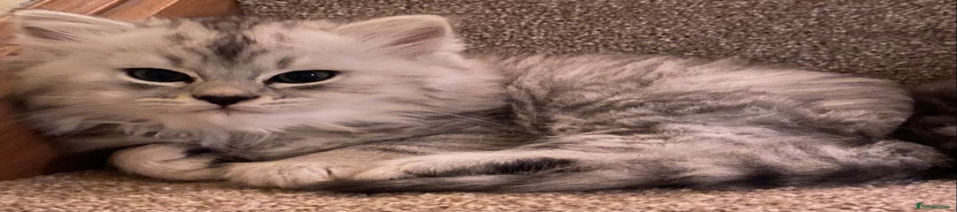 Mixed Breed Kitten 1