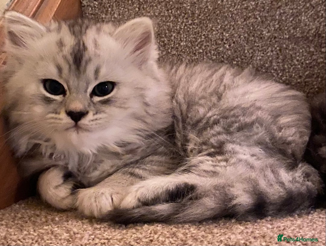Mixed Breed cats for sale: Beautiful fluffy kittens  - Image 7