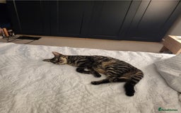 Domestic Shorthair cats for sale: Rehoming our beautiful Callie - Image 2