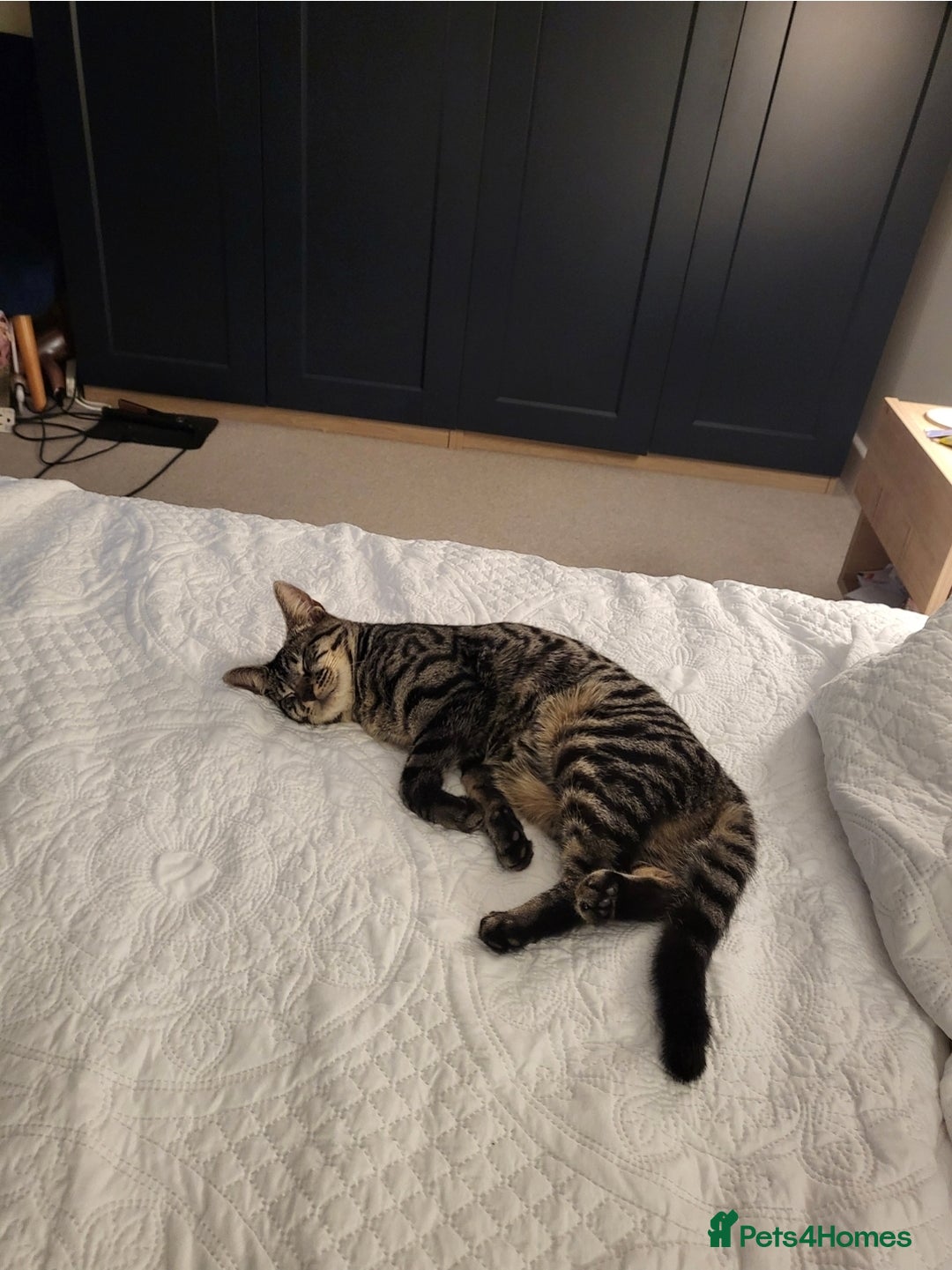 Domestic Shorthair cats for sale: Rehoming our beautiful Callie - Image 2