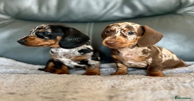 Miniature Dachshund dogs - Advert 4