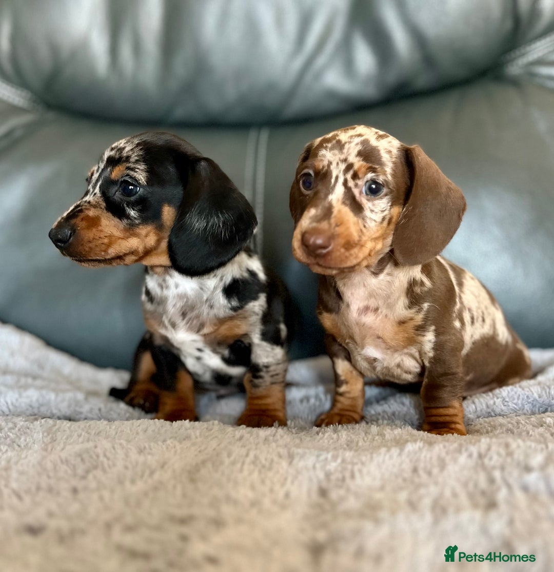 Miniature Dachshund dogs for sale: Miniature Dachshund puppies  - Image 2