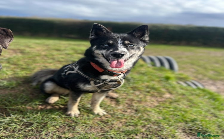 Pomsky dogs Nala the Pomsky - Advert 1