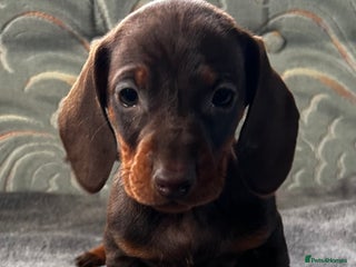 Dachshund dogs STUNNING KC REG STANDARD DACHSHUNDS - Advert 6