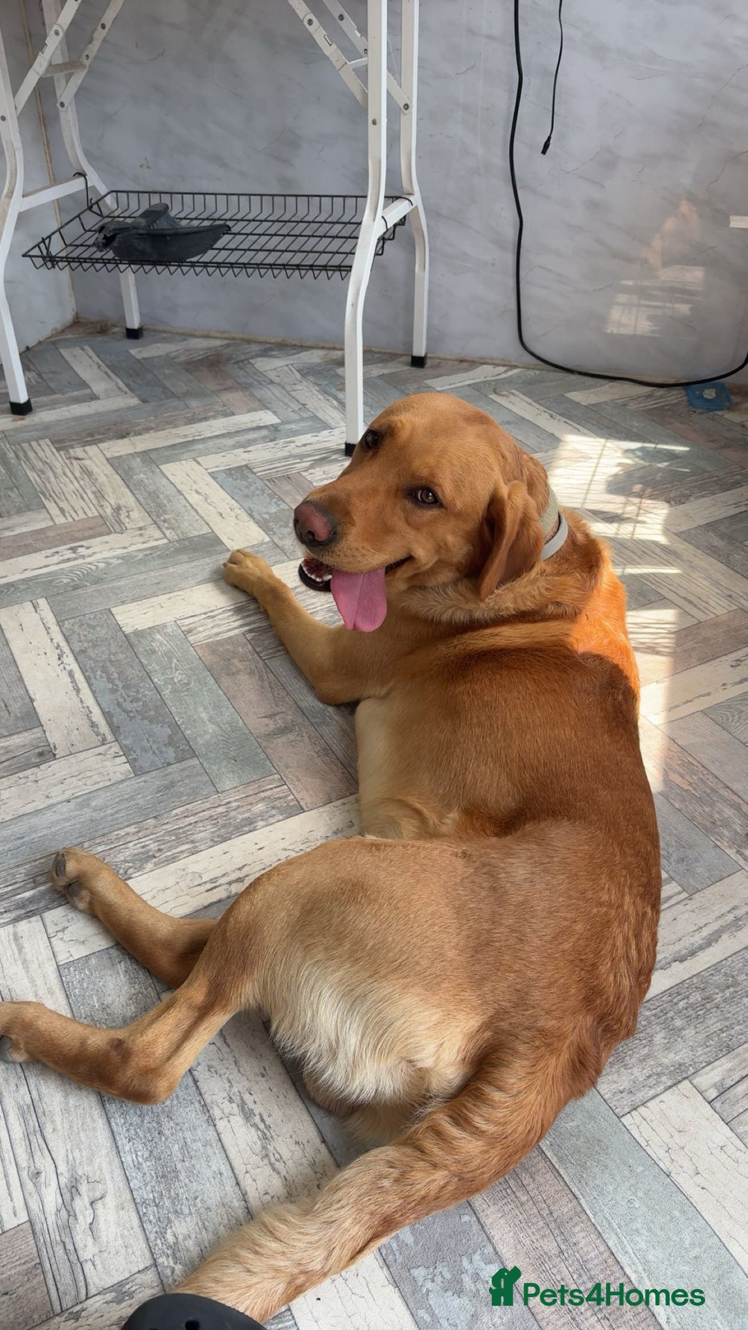 Gallery Image {{count}}