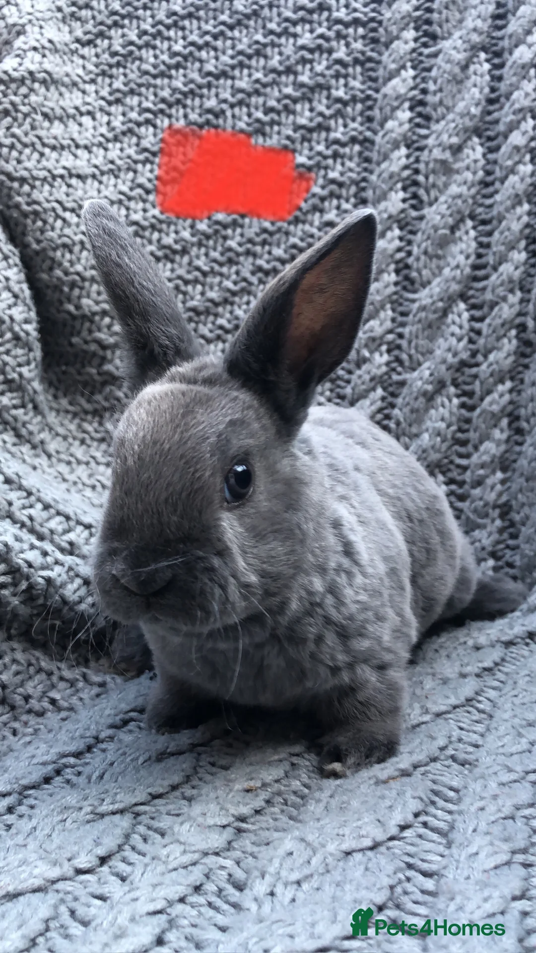 Rex rabbits for sale: Purebred Velvet Mini Rex Sable rabbits - Advert 2