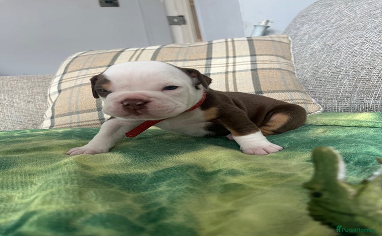 Olde English Bulldogge dogs - Advert 1