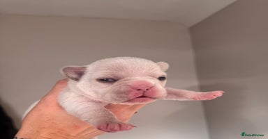 French Bulldog dogs - Advert 12
