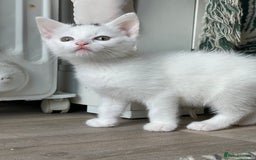 British Shorthair cats for sale: Kittens for sale  - Image 5