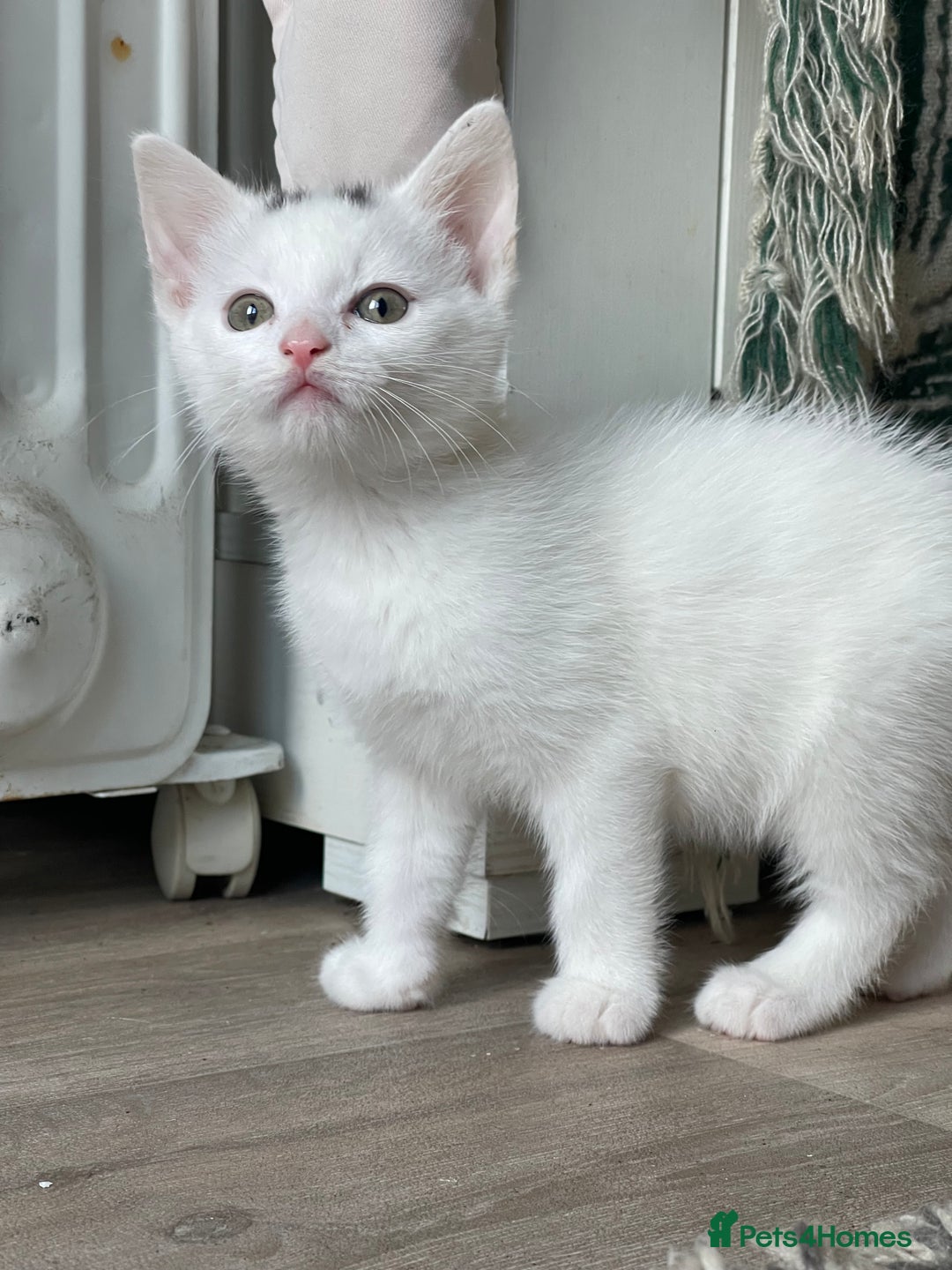 British Shorthair cats for sale: Kittens for sale  - Image 5